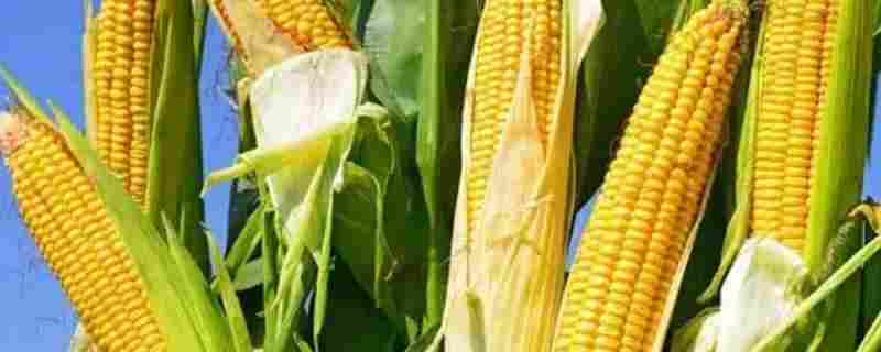 登海682玉米种的特性和产量(农大778产量高吗)